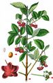 Large-Leaved Spindle - Euonymus latifolius (L.) Mill.
