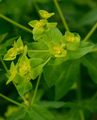 Broad-Leaved Spurge - Euphorbia platyphyllos L.