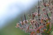 Wood Crane's-Bill - Geranium sylvaticum L.