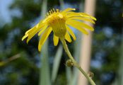 Sumpf-Greiskraut - Jacobaea paludosa (L.) G. Gaertn. & al.