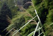 Common Reed - Phragmites australis (Cav.) Steud.