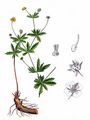 Blutwurz - Potentilla erecta (L.) Räusch.