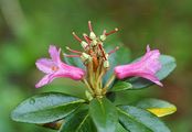 Alpenrose - Rhododendron ferrugineum L.