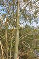Bay Willow - Salix pentandra L.