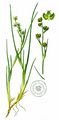Blumenbinse - Scheuchzeria palustris L.