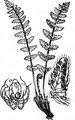 Südlicher Wimperfarn - Woodsia ilvensis (L.) R. Br.