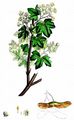 Field Maple - Acer campestre L.