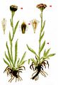 Carpathian Catsfoot - Antennaria carpatica (Wahlenb.) Bluff & Fingerh.