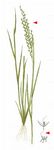 Unterbrochener Windhalm - Apera interrupta (L.) P. Beauv. 