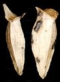 Sea Rocket - Cakile maritima Scop.