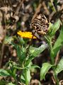 Pot Marigold - Calendula officinalis L.