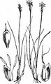 Zweihäusige Segge - Carex dioica L.