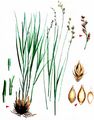 Grey Sedge - Carex divulsa Stokes