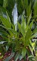 Graue Kratzdistel - Cirsium canum (L.) All.