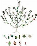 Dänisches Löffelkraut - Cochlearia danica L. 