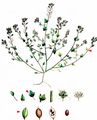 Danish Scurvygrass - Cochlearia danica L.