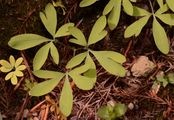 Zwerg-Lerchensporn - Corydalis pumila (Host) Rchb.