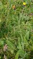 Großköpfiger Pippau - Crepis conyzifolia (Gouan) A. Kern.