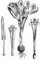 Spring Crocus - Crocus vernus (L.) Hill