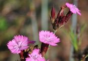  - Dianthus giganteus d'Urv.
