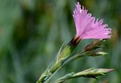 Ragged Pink - Dianthus seguieri Vill.