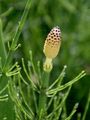 Water Horsetail - Equisetum fluviatile L.