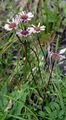 Alpen-Berufkraut - Erigeron alpinus L.