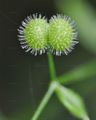 Kletten-Labkraut - Galium aparine L.