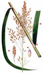 Großer Schwaden - Glyceria maxima (Hartm.) Holmb. 