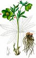 Green Hellebore - Helleborus viridis L.