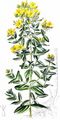 Square-Stalked St John's-Wort - Hypericum tetrapterum Fr.