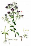 Gewöhnlicher Frauenspiegel - Legousia speculum-veneris (L.) Chaix 