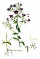 Large Venus's-Looking-Glass - Legousia speculum-veneris (L.) Chaix