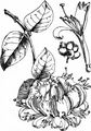 Honeysuckle - Lonicera periclymenum L.