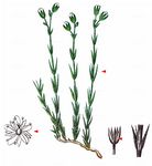 Borsten-Miere - Minuartia setacea (Thuill.) Hayek 