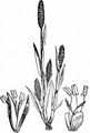 Sand Cat's-Tail - Phleum arenarium L.