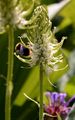 Spiked Rampion - Phyteuma spicatum L.