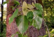 Western Balsam-Poplar - Populus trichocarpa Hook.