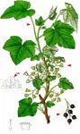 Schwarze Johannisbeere - Ribes nigrum L. 