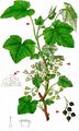 Black Currant - Ribes nigrum L.