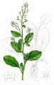 Brookweed - Samolus valerandi L.