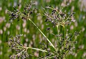 Creeping Club-Rush - Scirpus radicans Schkuhr