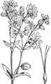 Aufgeblasenes Leimkraut - Silene vulgaris (Moench) Garcke