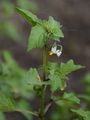 Red Nightshade - Solanum villosum Mill.