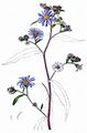 Confused Michaelmas-Daisy - Symphyotrichum novi-belgii (L.) G. L. Nesom