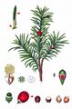 Yew - Taxus baccata L.