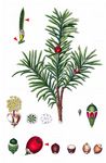 Europäische Eibe - Taxus baccata L. 
