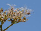 Schmalblättriger Arznei-Baldrian - Valeriana pratensis Dierb.