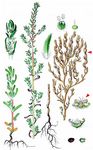 Rauhaarige Dornmelde - Bassia hirsuta (L.) Asch. 
