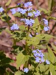 Großblättriges Kaukasusvergissmeinnicht - Brunnera macrophylla (Adams) I. M. Johnst. 